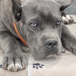 Orange Collar Boy - Morganza x Lawman - AKC and ICCF - Gray brindle male Cane Corso puppy in Gorman, Texas from McOmber Country Kennels