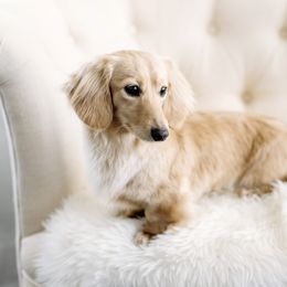 Meryl - Dachshund