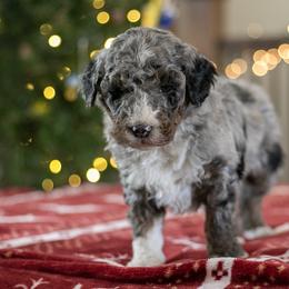 Samwise - Family Raised - Blue merle male Bernedoodle puppy in Eureka, Illinois from Joley Aire Family Dogs