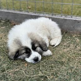 Lola - White and badger female Great Pyrenees puppy in Sapphire, North Carolina from Sapphire Valley Great Pyrenees