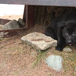German Shepherd Puppies from Thornock Shepherds