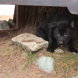 German Shepherd Puppies from Thornock Shepherds