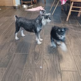 Lily - Miniature Schnauzer