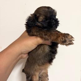 Bella - Sable female Shih Tzu puppy in Bastrop, Louisiana from Happy Scout's Shih Tzu's