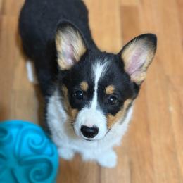 Ace - Black and tan male Pembroke Welsh Corgi puppy in Hotchkiss, Colorado from Grand Mesa Corgis