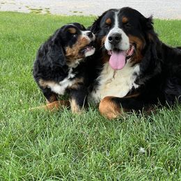 Bernese Mountain Dog and Pembroke Welsh Corgi Puppies from Highland Meadows