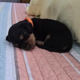 Boy 6 - male Dachshund puppy in Willcox, Arizona from Tootsie's Tiny Toes