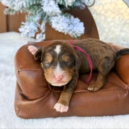 London (choc sable) - Sable male Bernedoodle puppy in Wamego, Kansas from Doodles of Oz