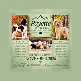 Poodle puppies from Payette Poodles