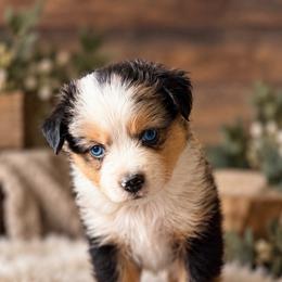 Kashton - Blue merle male Miniature American Shepherd puppy in Sanger, California from Flying M Cactus Ranch Buddies