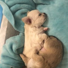Chihuahuas and French Bulldogs from Pikanoo Pups