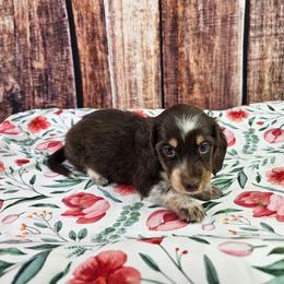 Pearl - Piebald female Dachshund puppy in Malad City, Idaho from Mountain Sage Dachshunds