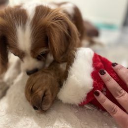 Cavachon, Cavalier King Charles Spaniel, and Cavapoo Puppies from LierChonPoo