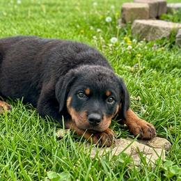 Girl 2 - Black and mahogany female Rottweiler puppy in Cleveland, Texas from Vom Haus Fantasy Rottweiler Kennel