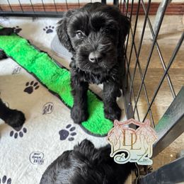 Girl 3 - Black female Giant Schnauzer puppy in Bois D’arc, Missouri from Down Low Kennels