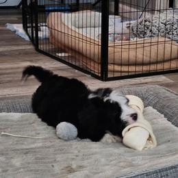 Bernedoodle Puppies from Doting Doodles