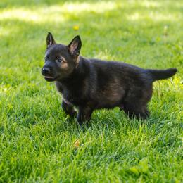 German Shepherd Puppies from Faoladh German Shepherds