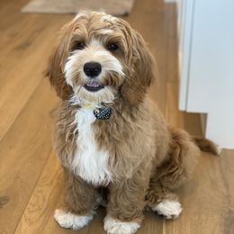 Minnie - Australian Labradoodle