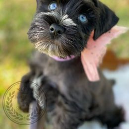 Miniature Schnauzer Puppies from Laurel Crown Schnauzers