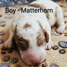 Matterhorn mountain - Parti male Labradoodle puppy in Phelan, California from Family Doodles