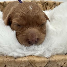 Mr Purple - Red male Cavapoo puppy in Georgetown, Texas from Mc Doodles of Texas LLC