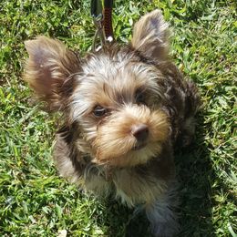 Yorkshire Terriers from MGS Luv Blues Kennel