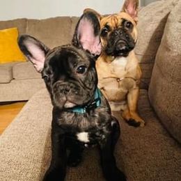 French Bulldog Puppies from Bailey French Bulldogs
