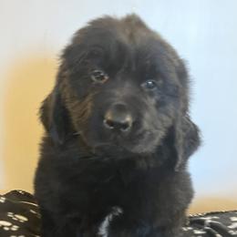 Newfoundlands from Hildebrand Farm