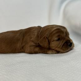 Girl 3 - female Australian Labradoodle puppy in Austin, Texas from AussieTex Labradoodles