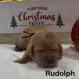 Rudolph - Yellow male Labrador Retriever puppy in Tigard, Oregon from Morrison Labrador Retreivers
