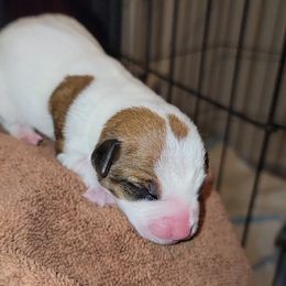 Russell Terrier Puppies from Jumpin' Jack's Terriers