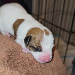 Russell Terrier Puppies from Jumpin' Jack's Terriers