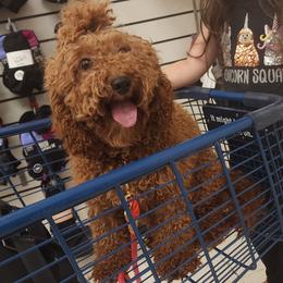 Emmy - Goldendoodle
