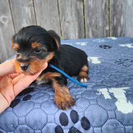 Mr. Blue - Black and tan male Yorkshire Terrier puppy in Woodway, Texas from The Yorkie Empire