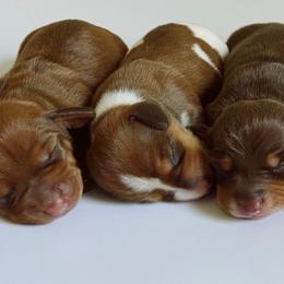 Dachshund Puppies from Truehearted Miniature Dachshunds
