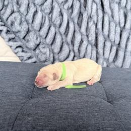 Green - Cream male Goldendoodle puppy in Mount Pleasant, Utah from Betty's Goldendoodles