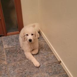 Great Pyrenees Puppies from Outlaw Acres Farm & Kennels