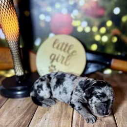 Silver Merle female - Merle female Labradoodle puppy in Kingston, Georgia from CC Familydoodles