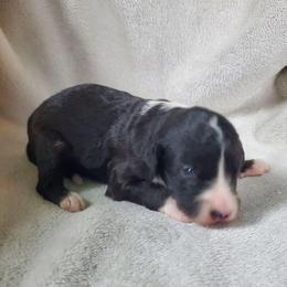 Fozzie - Black male Sheepadoodle puppy in Bellevue, Iowa from Fluffy Wonders Poms and Doodles