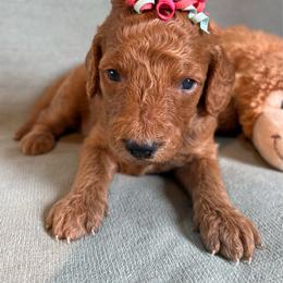 Mae - Red  female Goldendoodle puppy in Rochester, New York from Willowgreen Goldendoodles
