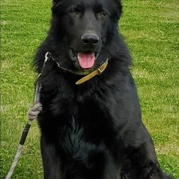 German Shepherds from Swede Mountain Shepherds