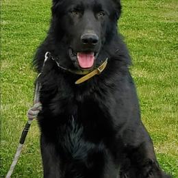 German Shepherds from Swede Mountain Shepherds