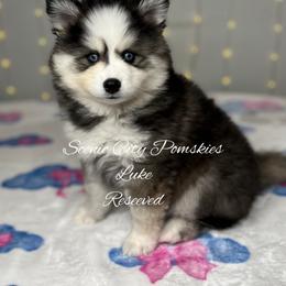 Luke Duke - Black and white male Pomsky puppy in Rossville, Georgia from Scenic City Pomskies