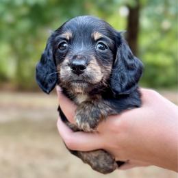 Sophia AKC HEALTH GUARANTEE - Brindle female Dachshund puppy in El Dorado, Arkansas from LovelylilDoxies