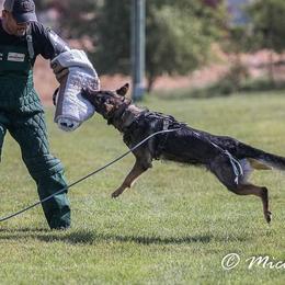 German Shepherds from z Hodinek