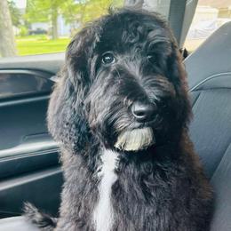 Aussiedoodle All Grown Up from Pawsitively Doodles