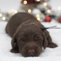Marley - Chocolate male Dachshund puppy in Mesa, Arizona from Dach Army LLC