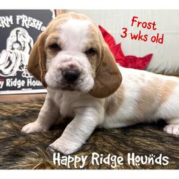 Frost - Red and white male Basset Hound puppy in Mebane, North Carolina from Happy Ridge Hounds