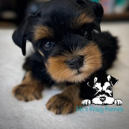 Black n red - Black male Miniature Schnauzer puppy in Kaufman, Texas from KK’s Krazy Kennels