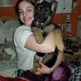 German Shepherd Puppies from Countryside Kennel